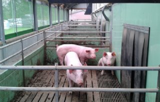 Uitloop biologische varkens niet vergoed bij opkoopregeling