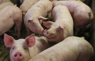 Luchtwegproblemen+bij+vleesvarkens%3A+impact+op+karkas%2D+en+vleeskwaliteit