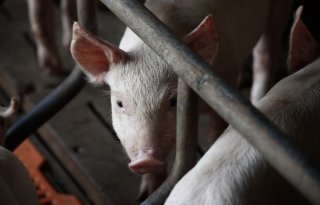 Drone%2Daanval+treft+Oekra%C3%AFens+bedrijf+met+13%2E000+varkens