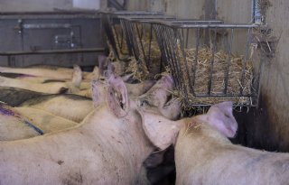 Zeugen+happen+ruwvoer+gretig+uit+stroruif