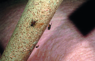 Vliegen+belangrijke+verspreider+van+MRSA+in+varkensstallen