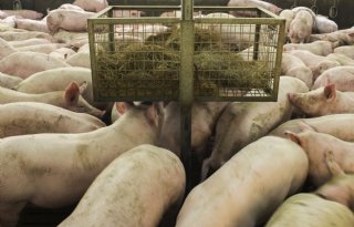 Deense varkensstapel bereikt hoogste niveau sinds 2022