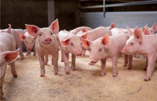 Verotoxine+onder+de+radar%3A+wat+je+niet+ziet%2C+kost+je+wel+geld