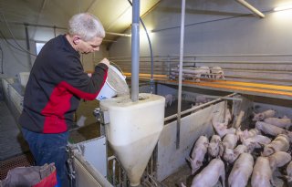 Zeugenhouders kunnen voeropname van biggen beter wel weten