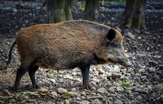 64ste+wild+zwijn+test+positief+op+Afrikaanse+varkenspest+in+Spanje