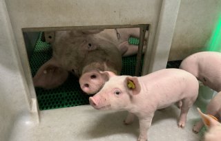 Vereijken+gaat+op+in+Cooperl+Northern+Europe