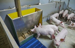 Marlies en Johan Jacobs gespeende biggen voerbak 