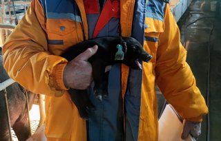 Een op vijf Chinezen snakt naar beter smakend varkensvlees