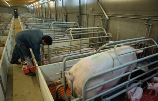 Structuur+in+kraamstal+levert+varkenshouder+extra+tijd+op