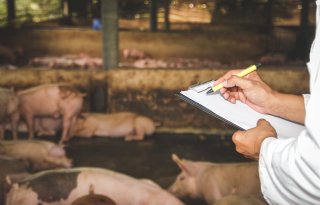 Boeren op Cyprus willen vaccineren in plaats van massale ruimingen bij MKZ