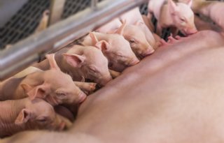 Zeug+in+dracht+juister+voeren+kan+50+euro+opleveren