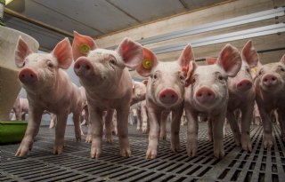 Prijzen+vleesvarkens+en+biggen+blijven+stabiel