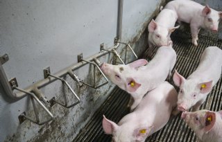 Nederlandse+veehouderij+boven+fosfaatplafond%2C+ondanks+krimp+veestapel