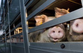 Geen beweging in vlees- en biggennoteringen