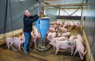 Biologisch varkenshouden in Wintelre: ruimte, stro en rust als basis