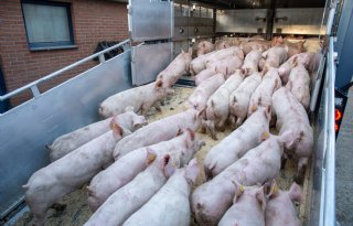 Diertransport+boven+de+30+graden+vanaf+1+april+2027+niet+meer+toegestaan