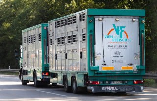 Ontij+Duitse+varkenssector+lijkt+gekeerd+te+zijn