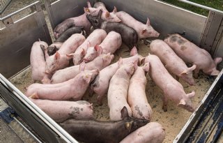 Prijsherstel Europese varkensmarkt mogelijk door ontwikkelingen in China