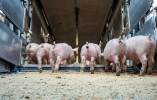 Zomers transportverbod voor vee kent nog veel praktische knelpunten