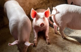 SwineModel+biedt+inzicht+in+groei%2C+rendement+en+duurzaamheid+bij+vleesvarkens