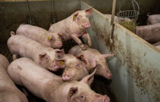ZLTO en POV kort geding over Brabantse stallendeadline