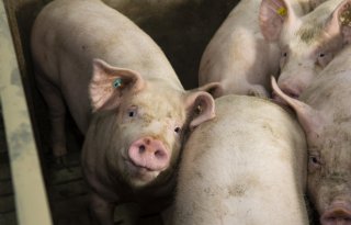 Vleesvarkensprijzen blijven stabiel na eerdere daling