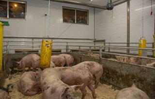 Varkensprijzen+gelijk%2C+biggen+opnieuw+goedkoper