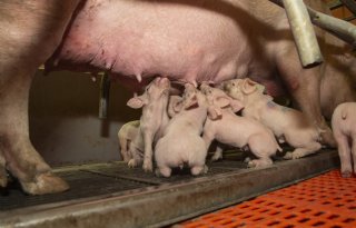 Zeugen met hoge fokwaarde voor moedereigenschappen zijn rustiger