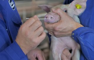 Griep+bij+varkens%3A+weet+wat+er+speelt+op+jouw+bedrijf