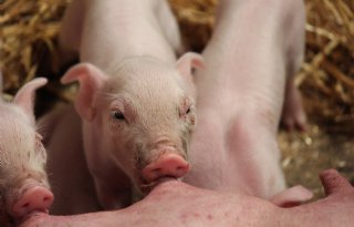 Nieuwe+variant+parvovirus+duikt+op+in+Denemarken