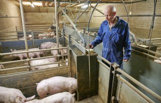 Vleesvarkens+een+week+eerder+op+gewicht+door+continu+aanbod+van+brijvoer