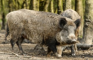 Poolse+varkens%2D+en+pluimveesector+onder+druk+door+dierziekten+en+gebrekkige+bioveiligheid
