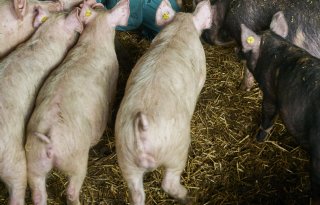 Dalende+prijzen+zetten+voerwinsten+biologische+varkens+onder+druk