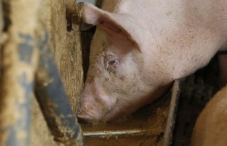 Varkenshouderij+grootste+rem+op+mengvoerafzet+in+2025