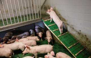 Vreugdesprongetje+om+plots+stijgende+noteringen