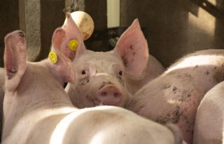 T%C3%B6nnies+wil+varkensprijs+voor+zes+maanden+vastleggen
