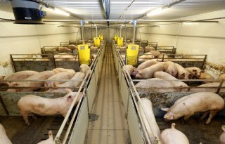 ForFarmers+houdt+varkensvoerafzet+op+peil+ondanks+krimp+varkensstapel