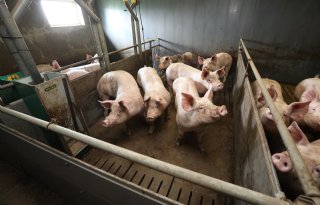 Vlaamse varkenssector verliest terrein