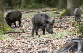 Wekelijks+nieuwe+pestgevallen+in+Spanje