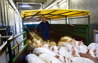 Deense+slachterij+benut+slachtcapaciteit+in+Duitsland