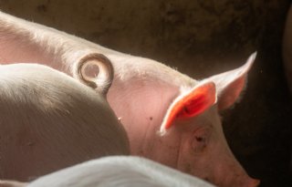 Onzekerheid+over+Deens+krulstaartendoel+voor+2027