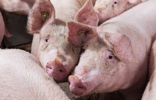 CoViVa+lanceert+jaarlijkse+biosecuritycheck+voor+varkenshouders