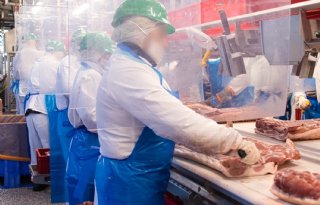 Vleesvarkensprijzen+opnieuw+gelijk%2C+ook+biggen+stabiel