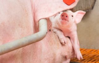 Mycoplasma+hyopneumoniae%3A+stabiliteit+op+het+bedrijf+cre%C3%ABren+en+behouden+%2D+praktische+tips
