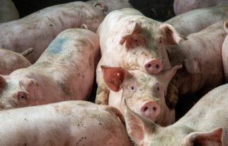 Meeste+varkensprijzen+in+Europa+blijven+stabiel
