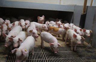 Erkens+positief+over+daling+antibioticagebruik+gespeende+biggen