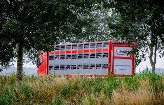 Tekort+aan+NVWA%2Dkeurmeesters+belemmert+afvoer+van+varkens