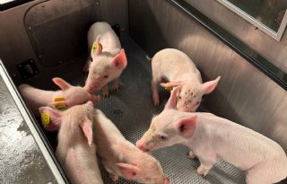 Op+een+nette+manier+afscheid+nemen+van+wrakke+biggen+en+varkens+is+haalbaar