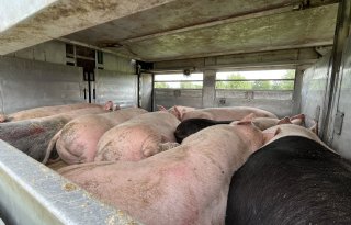 Varkensslachterijen+starten+per+2027+met+automatische+classificatie
