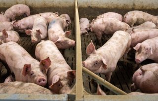 Varkenshouders+profiteren+van+lagere+DGF%2Dheffing%2C+ondanks+hogere+begroting